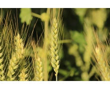 螞蟻新村小麥在我國歷史有多少年 螞蟻新村小課