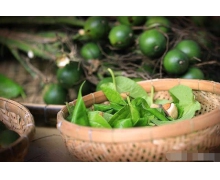 螞蟻莊園檳榔長期吃會致癌嗎 支付寶螞蟻莊園