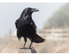 烏鴉被稱作世界上最聰明的鳥之一，主要是因為