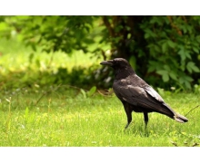 為什么說烏鴉是世界上最聰明的鳥類之一 螞蟻莊