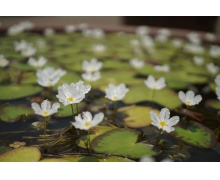 螞蟻新村11月12日答案 荇菜又叫金荷還是金蓮