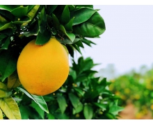 螞蟻莊園吃完橘子子要刷牙嗎 支付寶今日螞蟻莊