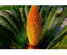 鐵樹(shù)開(kāi)花結(jié)的果能生吃嗎 螞蟻新村11月15日小課堂