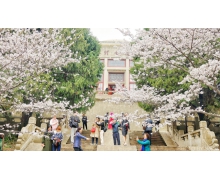 觀賞性的櫻花樹長出的果實 螞蟻莊園今日答案早