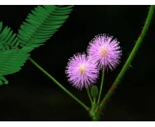 含羞草遇到刺激和觸碰為什么能夠自動合攏 螞蟻