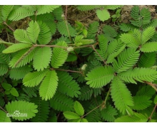 含羞草遇到刺激和觸碰為什么能夠自動合攏 莊園