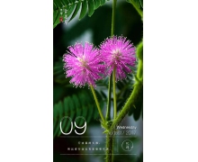 含羞草遇到刺激和觸碰自動合攏是擁有敏感的葉