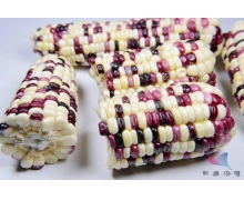 為什么要把種子帶到太空 螞蟻新村太空種子