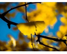 銀杏葉煮水喝治療高血壓嗎螞蟻莊園 支付寶小雞