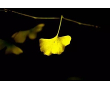 銀杏葉螞蟻莊園 新鮮銀杏葉泡水能降血壓嗎