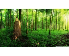 電腦桌面設(shè)成綠色能保護(hù)視力嗎11.26 螞蟻莊園電