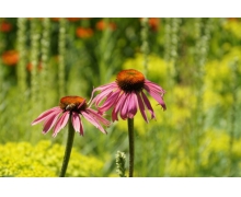 在11月25日更新后圖鑒中新增了什么勝景錄 天涯明