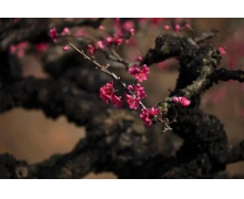 將電腦桌面設(shè)成綠色可以有效保護(hù)視力嗎 螞蟻莊