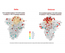 意大利科研團(tuán)隊(duì)發(fā)布全球首張奧密克戎毒株圖片