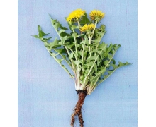 小雞莊園黃花地丁是什么花 螞蟻莊園被稱為婆婆