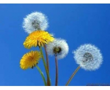 被稱為黃花地丁和婆婆丁的植物 螞蟻莊園11.30答