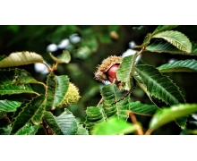 河北寬城縣農(nóng)業(yè)的主導(dǎo)產(chǎn)業(yè)是板栗栽培還是玉米