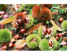 河北寬城縣農業的主導產業是什么 河北寬城縣螞