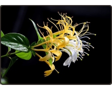 忍冬花又被稱為金銀花是因為 螞蟻莊園12月1日答