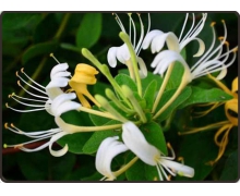 自古被譽為清熱解毒良藥的忍冬花又被稱為金銀