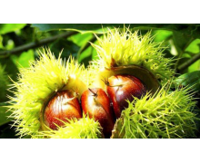 河北寬城農業主導產業 螞蟻新村板栗栽培玉米栽