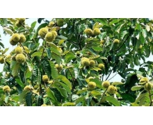 河北寬城縣農業的主導產業是什么螞蟻新村 河北