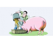 豬廣泛養(yǎng)殖 豬最早在什么時代就已經(jīng)被廣泛養(yǎng)殖