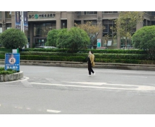 螞蟻莊園行人交通事故 行人的哪種行為更容易發