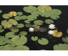 小明想在殘疾人日愛心捐贈螞蟻新村 殘疾人日是