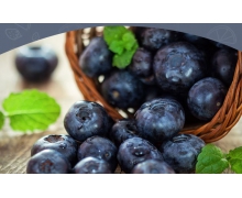 藍(lán)莓適宜生長(zhǎng)的土壤ph 螞蟻新村藍(lán)莓土壤ph