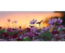 賭書消得潑茶香用了誰的典故 賭書消得潑茶香當