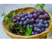 我們經(jīng)常在葡萄上看到的“白霜”是 螞蟻新村