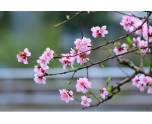 家長應該教會孩子獨自在家有人敲門時應該怎樣