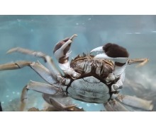 梭子蟹的漁汛是一年兩次嗎螞蟻新村12.8 梭子蟹漁