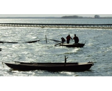 被指定為國宴食材的石人溝魚出自 螞蟻新村國宴