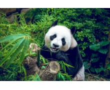 大熊貓愛吃的竹子實際上是什么 螞蟻莊園12月1