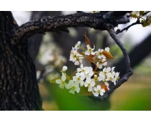 《螞蟻莊園》大熊貓愛吃的竹子實際上是什么