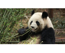 竹子是草還是樹 螞蟻莊園大熊貓愛吃的竹子12月