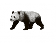 大熊貓愛吃的竹子實際是草還是樹 螞蟻莊園今日