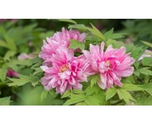 螞蟻新村埋在土中的煙頭會(huì)影響植物生長(zhǎng) 這種說