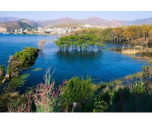 煙頭影響植物生長(zhǎng)嗎 螞蟻新村埋在土中的煙頭可