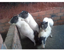 香豬保種基地螞蟻新村 全國唯一的香豬保種基地