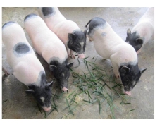 全國唯一的香豬保種基地在哪個縣 螞蟻新村香豬