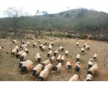 全國唯一香豬保護基地 香豬保種基地螞蟻新村