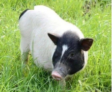 香豬保種基地是在哪個縣 香豬保種基地螞蟻新村