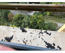 棉被起火可以用水滅火嗎 螞蟻莊園哪種火災不能