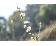 桃樹屬于先開花后長葉的落葉樹錯誤還是正確 螞