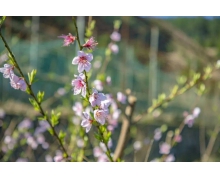 桃樹先開花后長葉正確嗎 螞蟻新村桃樹落葉樹答