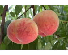 桃樹是落葉樹嗎 新村小課堂先開花后長葉12月1