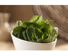 菠菜和紫甘藍哪種蔬菜更適合生吃 下列哪種蔬菜